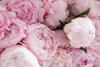 Notes de coeur