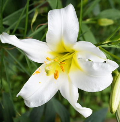 Complexe Éclat Parfait 