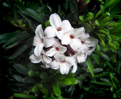 Fleur de Daphné