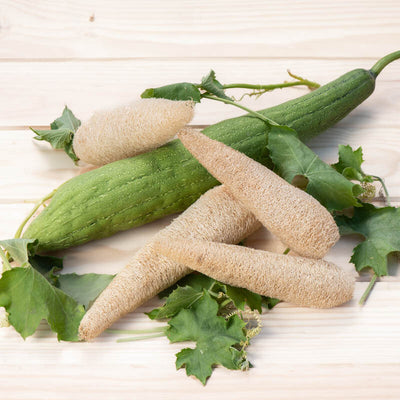 Luffa