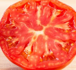 Cellules Souches de Tomate